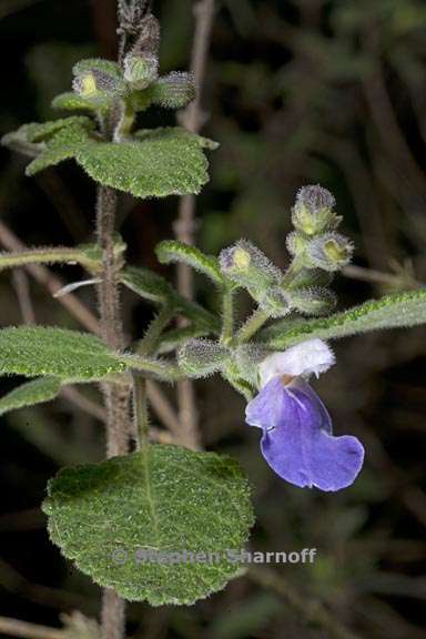 salvia melissodora 3 graphic